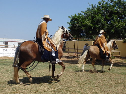 Peruvian Step Horse Show.